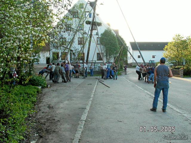 2005-05-01 maibaum aufstellen 069 01 05 2005 18 01 20 a