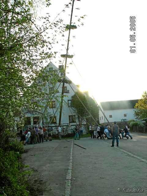 2005-05-01 maibaum aufstellen 083 01 05 2005 a