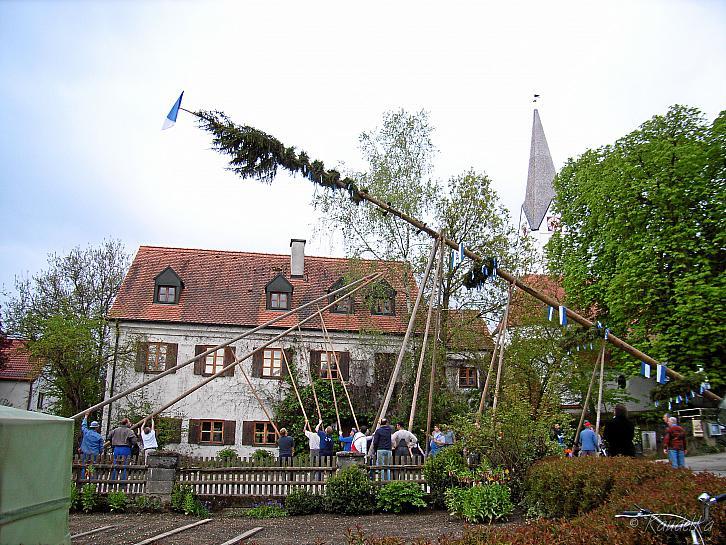 2008-04-30 maibaum-aufstellen 2008 30 04 2008 17 52 07 a