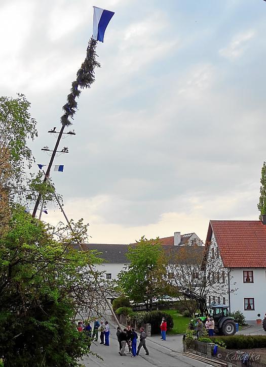 2011-05-01 maibaum-aufstellen 2011 01 05 2011 17 34 48 b