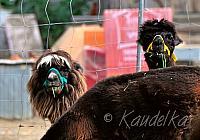 2015-09-26 saengerausflug 2015 - st englmar und regensburg 26 09 2015 11 45 34 b