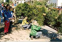 maibaum-aufstellen aus alten tagen 09