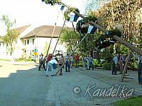 2005-05-01 maibaum aufstellen 011 01 05 2005 a