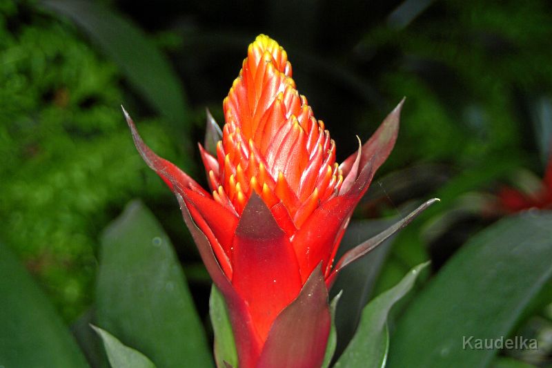 Bromelie_in_rot_und_gruen.jpg - Bromelie in rot und grün