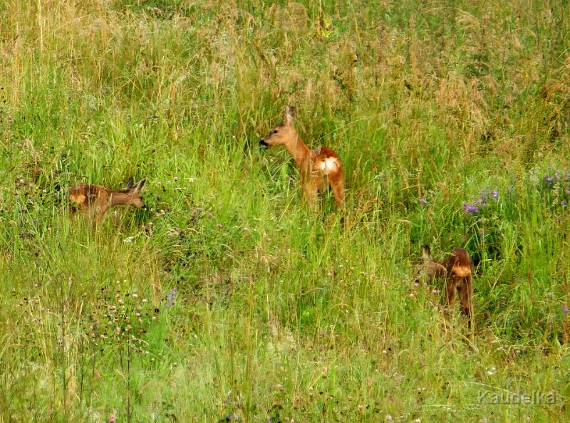 rehe_hinterm_haus_3.jpg - Ausblick der Woche - Rehe hinterm Haus