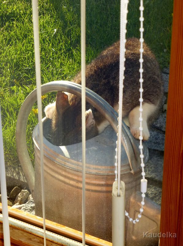 tiere_in_und_um_den_garten.jpg - Tiere in und um den Garten