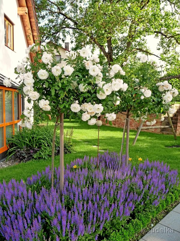 35_rosenbaeumchen_22.06.2010.jpg - Rosenbäumchen