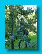 gartenbauverein_2-tagesfahrt_schloss_trauttmannsdorf_bei_meran_073