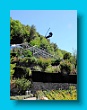 gartenbauverein_2-tagesfahrt_schloss_trauttmannsdorf_bei_meran_119