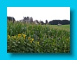 bayerischer_jakobsweg_2020_22.08.2020_165