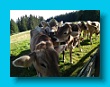 bayerischer_jakobsweg_2020_25.08.2020_225