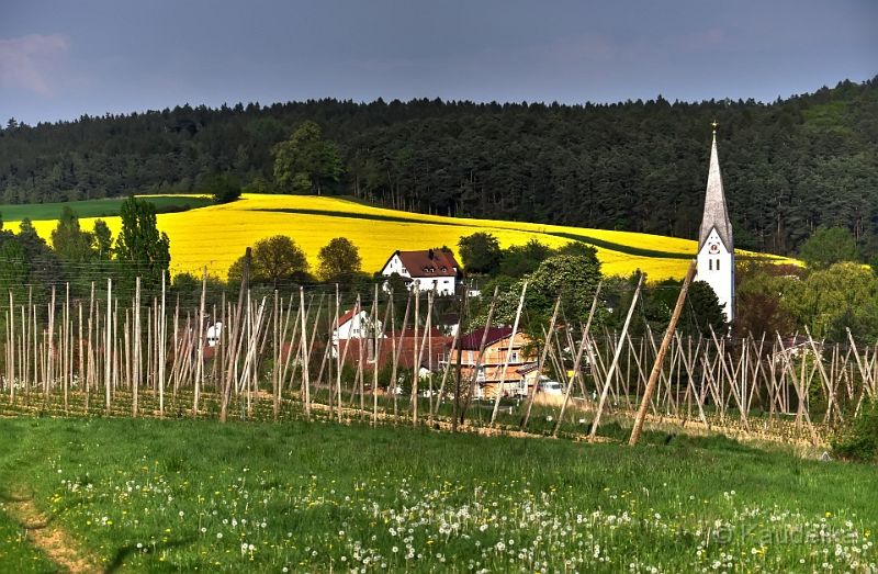 oberlauterbach_im_raps_01.jpg - Oberlauterbach im Raps